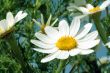 spring daisy flowers