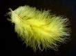 Bird`s feather