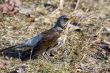 fieldfare (turdus pilaris)