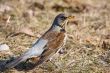 fieldfare (turdus pilaris)