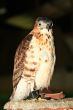 philippine eagle
