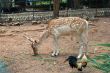 young deer