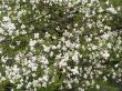 White magnolia blossoms