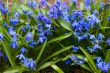 Scilla blossom