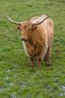 Highland cattle