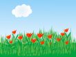 Field of tulips