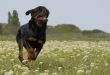running rottweiler