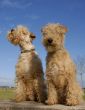 two lakeland terriers