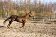 brown running horse