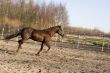 brown running horse
