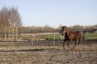 running horse