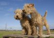 two  lakeland terrier