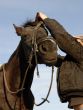 teenager , bridle and her horse