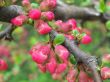 Branch with flowers.