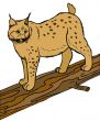 Illustartion of lynx