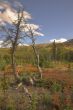 Two small dry trees.