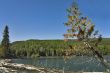 Tree at coast