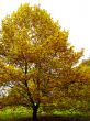 Autumn tree
