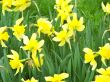 Daffodiles