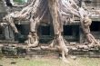 Big temple and big roots