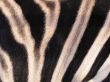 The skin of zebra