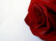 Red rose against the white background