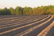 Furrows
