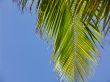 Palm Leaf in Front of Blue Sky