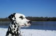 Dalmatian, snow and a blue sky.