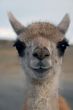 Guanaco in Patagonia