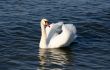 Graceful white swan on a water of lake