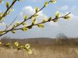 spring pussy willow