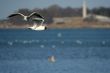 seagull is in flight and blue water near coastline