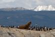 Sealion and sea birds.