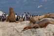 Relaxinng sealions and sea birds.