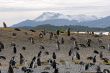 Many penguins near Ushuaia.