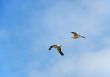 Two flying seagulls.