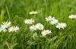 bright nice summer meadow