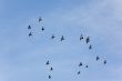 Flight flock of pigeons