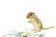 The mouse and money