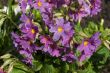 The first spring flowers