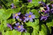 The first spring flowers