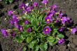 The first spring flowers