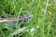 reptile in the grass