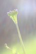 flower macro