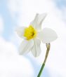 daffodil