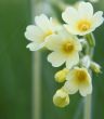 yellow primrose background