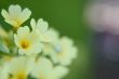 primrose