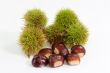 Sweet Chestnuts