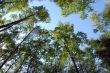 forest on the background of sky